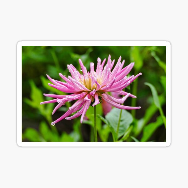 Item preview, Vibrant Pink Spiky Dahlia Flower with Raindrops designed and sold by DesignsByDessie.