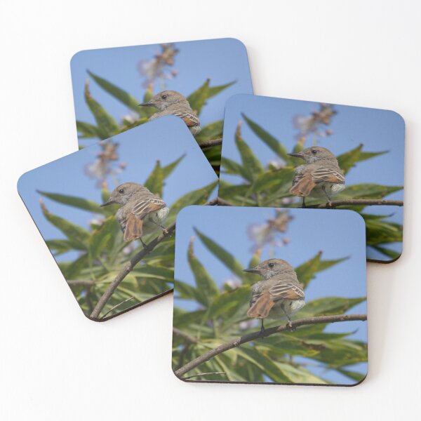 Item preview, Ash-throated Flycatcher designed and sold by EnglandEcology.