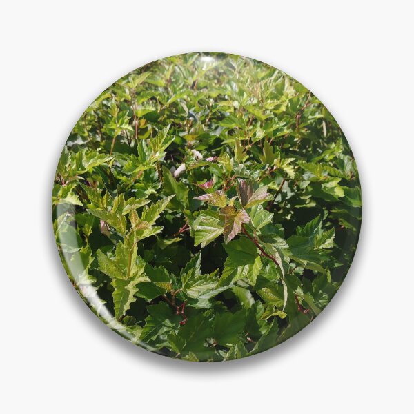Item preview, Shrub Ninebark Photo designed and sold by Sky-99.