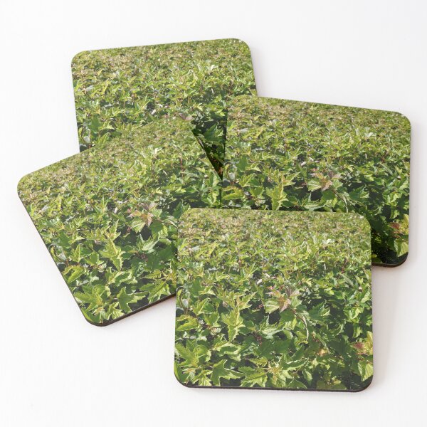 Item preview, Shrub Ninebark Photo designed and sold by Sky-99.