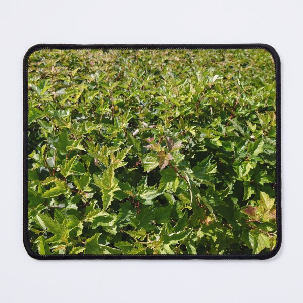Item preview, Shrub Ninebark Photo designed and sold by Sky-99.