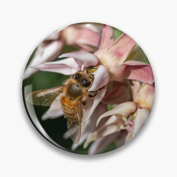 Item preview, Bee feeding on showy milkweed designed and sold by lisavonbiela.
