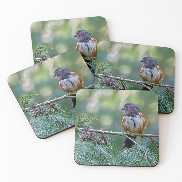 Item preview, Spotted Towhee perched in cedar, looking to the side designed and sold by lisavonbiela.