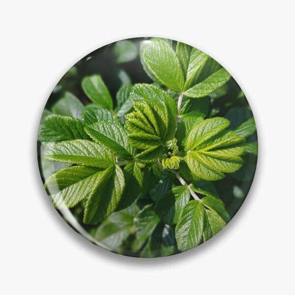 Item preview, Rose Leaves Photo designed and sold by Sky-99.