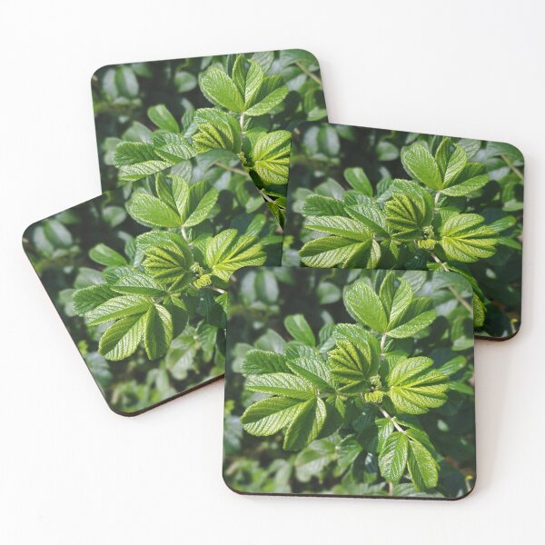 Item preview, Rose Leaves Photo designed and sold by Sky-99.