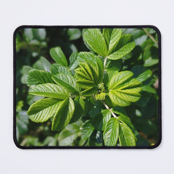 Item preview, Rose Leaves Photo designed and sold by Sky-99.