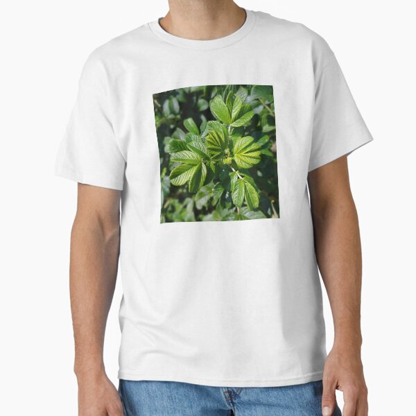 Item preview, Rose Leaves Photo designed and sold by Sky-99.