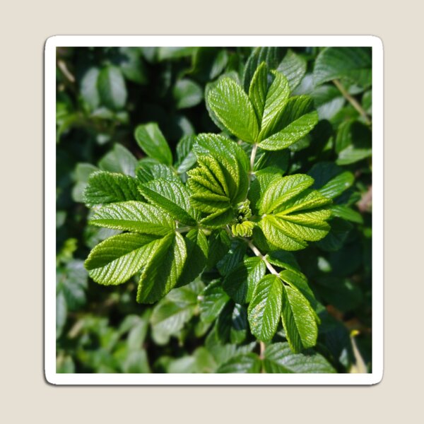 Item preview, Rose Leaves Photo designed and sold by Sky-99.