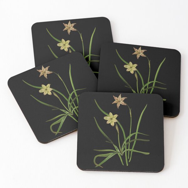 Item preview, Botanical Illustration of Milla uniflora Varieties: Conspicua & Violacea designed and sold by MaPerle.