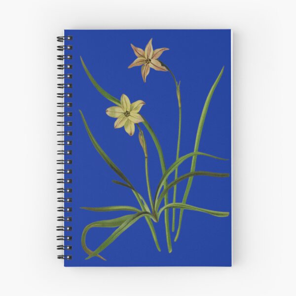 Item preview, Botanical Illustration of Milla uniflora Varieties: Conspicua & Violacea designed and sold by MaPerle.