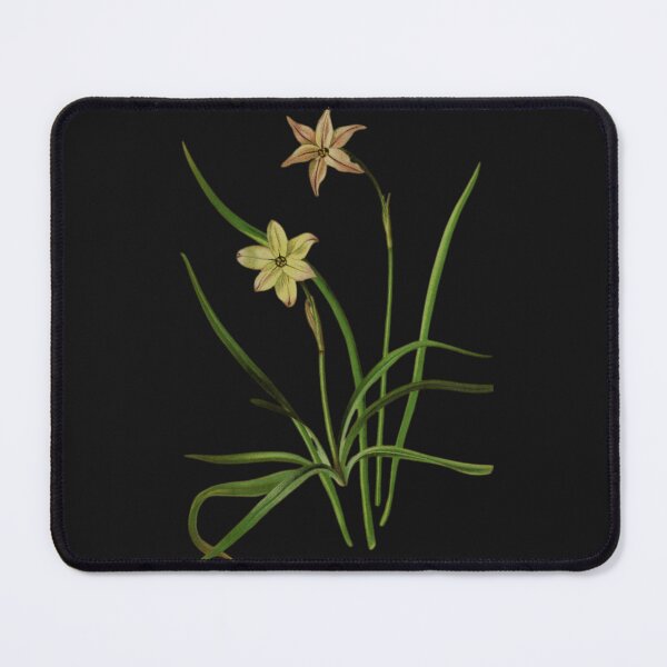 Item preview, Botanical Illustration of Milla uniflora Varieties: Conspicua & Violacea designed and sold by MaPerle.
