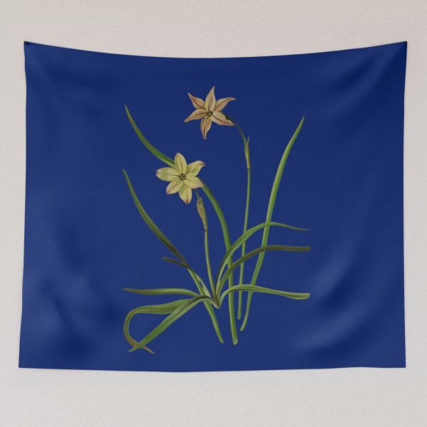 Item preview, Botanical Illustration of Milla uniflora Varieties: Conspicua & Violacea designed and sold by MaPerle.