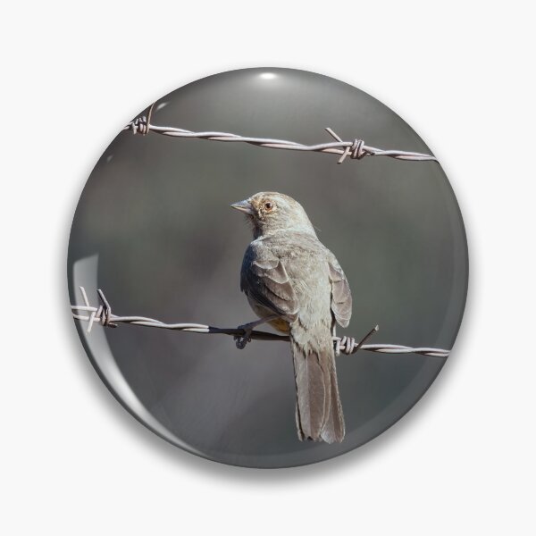 Item preview, California Towhee on Barbed Wire designed and sold by CarolM.