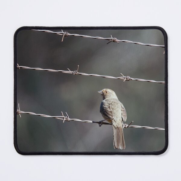 Item preview, California Towhee on Barbed Wire designed and sold by CarolM.