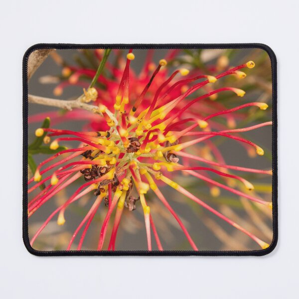 Item preview, yellow tip red grevillea designed and sold by Esther Frieda.