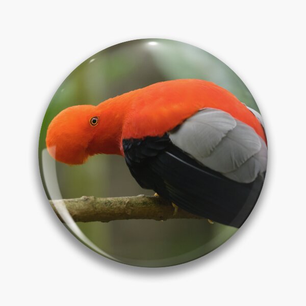 Item preview, Andean Cock-of-the-Rock 2 designed and sold by Roger Mackertich.
