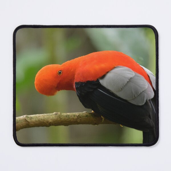 Item preview, Andean Cock-of-the-Rock 2 designed and sold by Roger  Mackertich.