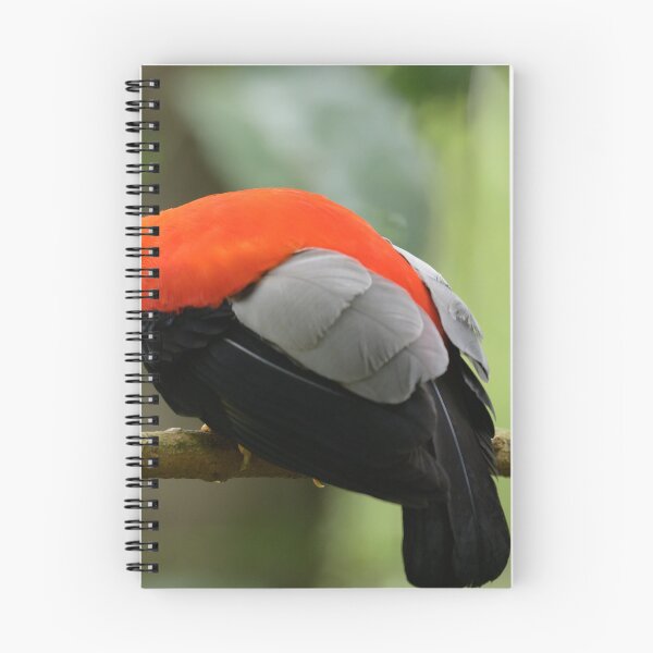 Item preview, Andean Cock-of-the-Rock 2 designed and sold by Roger  Mackertich.