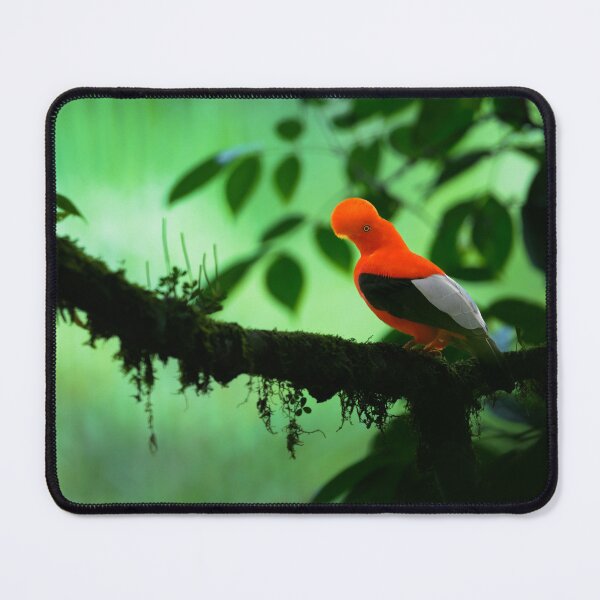 Item preview, Andean Cock-of-the-Rock designed and sold by Roger Mackertich.