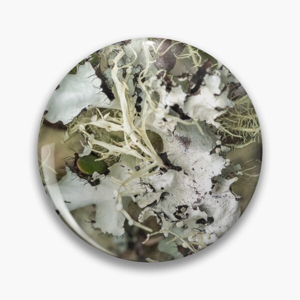 Item preview, Two times lichen designed and sold by Esther Frieda.