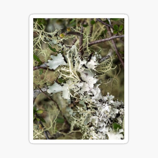 Item preview, Two times lichen designed and sold by Esther Frieda.