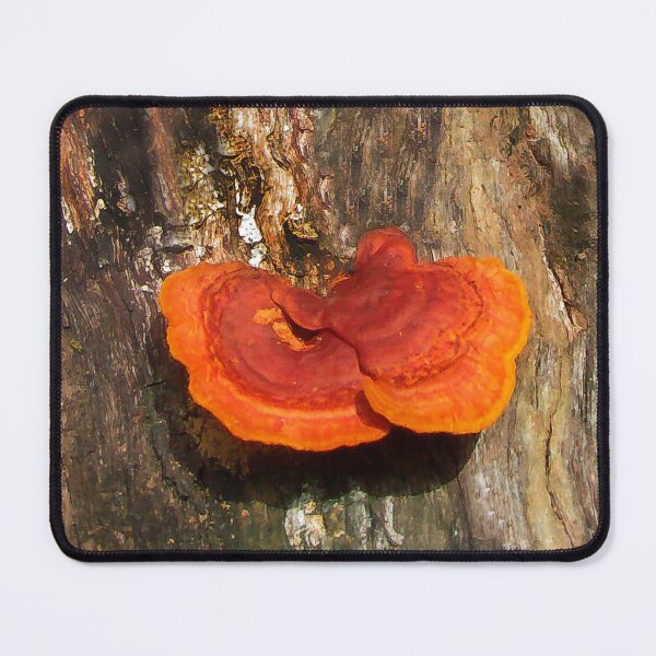 Item preview, Beautiful Tree Fungus designed and sold by heatherfriedman.