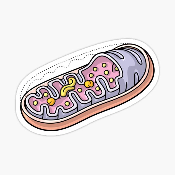 Mitochondrion Illustration Sticker