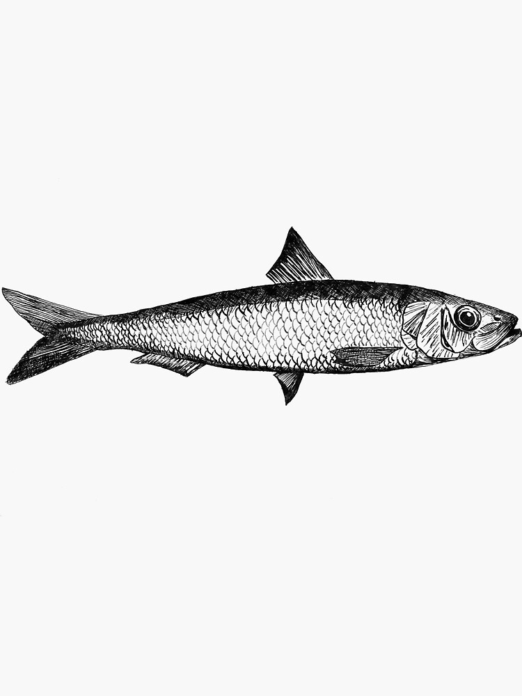 "Sardine illustration ink drawing" Sticker for Sale by artistgoran