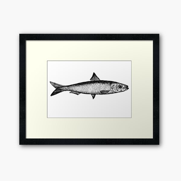 Sardine illustration ink drawing Framed Art Print