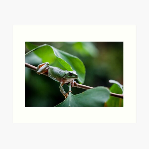 Item preview, Australian green tree frog designed and sold by Normf.