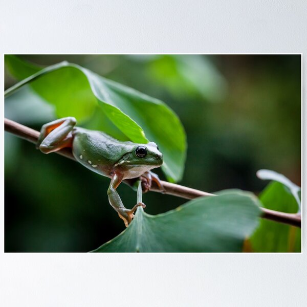 Item preview, Australian green tree frog designed and sold by Normf.