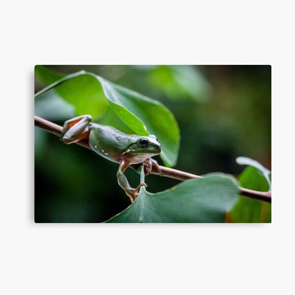 Item preview, Australian green tree frog designed and sold by Normf.