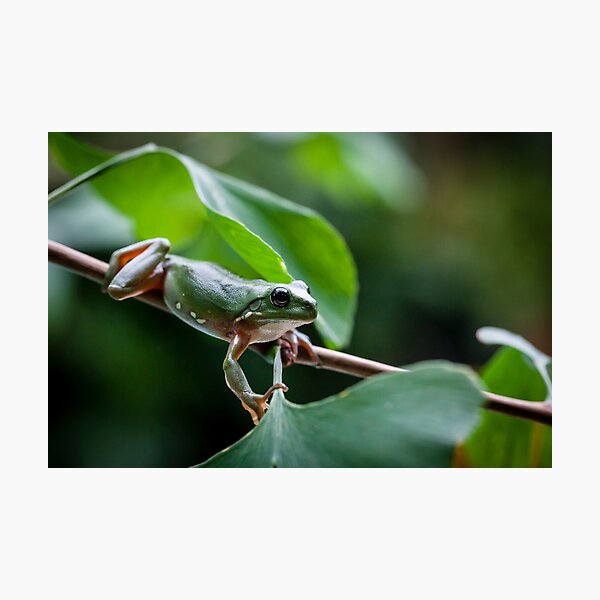 Item preview, Australian green tree frog designed and sold by Normf.