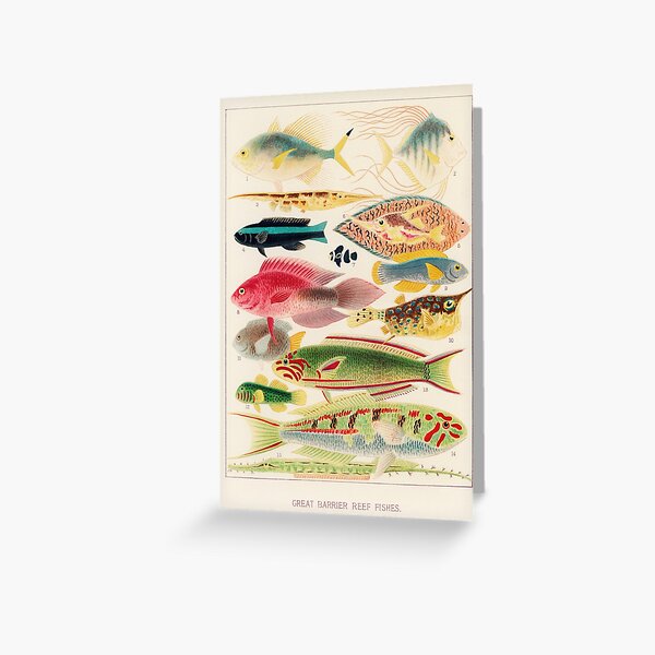 Item preview, Great Barrier Reef Fish Scientific Illustration designed and sold by 58008.
