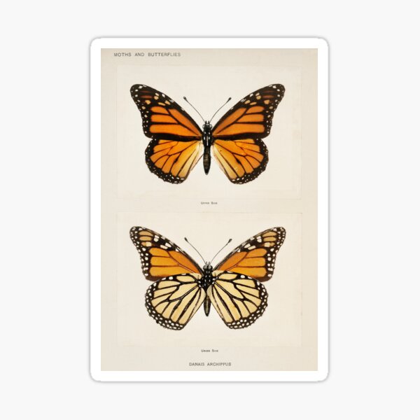 Item preview, Monarch Butterfly Scientific Illustration designed and sold by 58008.