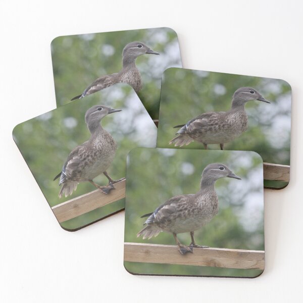 Item preview, Female Mandarin Duck – Elegant British Wildlife Photo designed and sold by Lenny-Birdman.