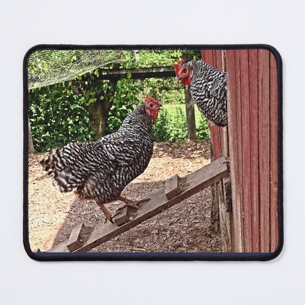 Item preview, Plymouth Rock Hens designed and sold by Susan Savad.