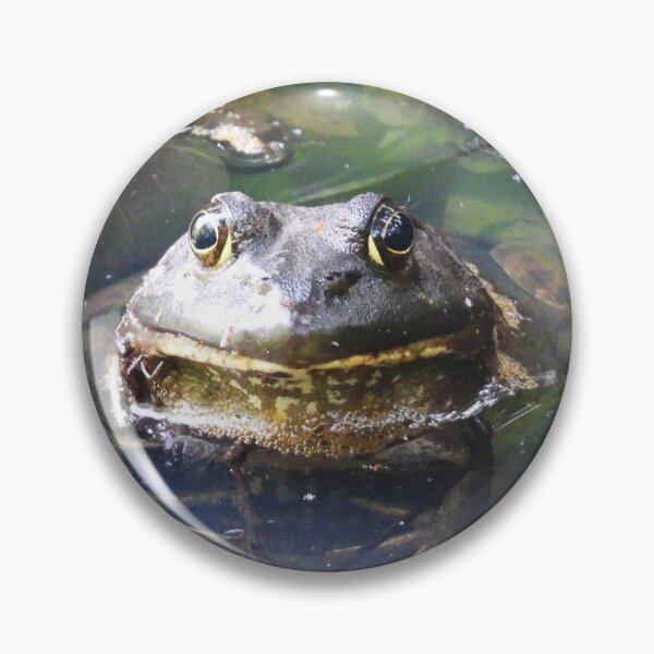 Artikelvorschau, Amerikanischer Ochsenfrosch entworfen und verkauft von WonderingNature.