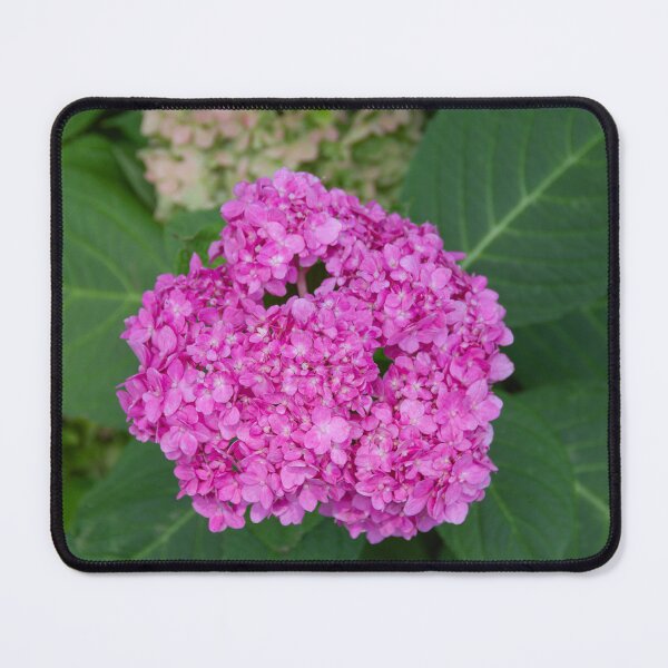 Item preview, vibrant pink Hydrangea bloom in sharp focus designed and sold by EyezWatchin.