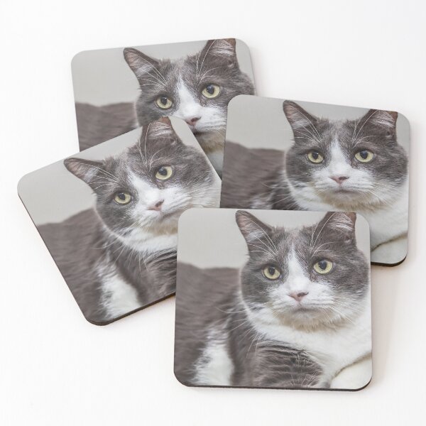 Item preview, Beautiful, Gray and White, Male Domestic Cat named Caillou designed and sold by LINDA MCKUSICK.