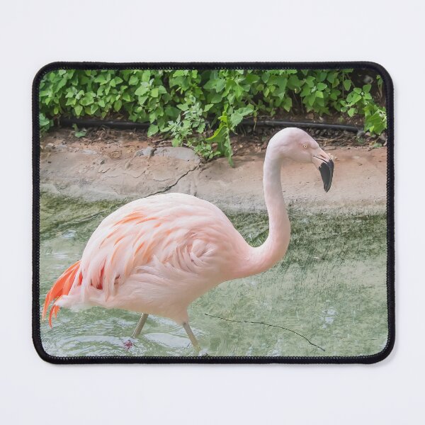 Item preview, Pink Flamingo at Como Park Zoo and Conservatory designed and sold by LINDA MCKUSICK.