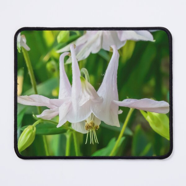 Item preview, Pretty, Light Pink Columbine, Aquilegia designed and sold by LINDA MCKUSICK.
