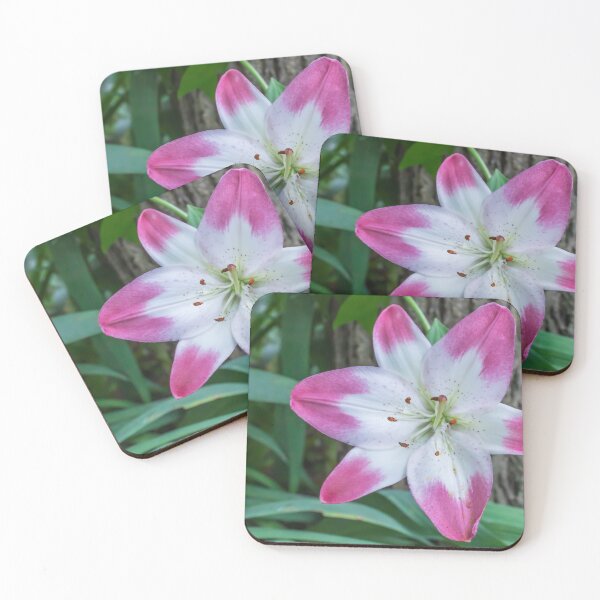 Item preview, Pretty Asiatic Lily, White with Rose Tips called Lollypop, in Front of a Tree designed and sold by LINDA MCKUSICK.