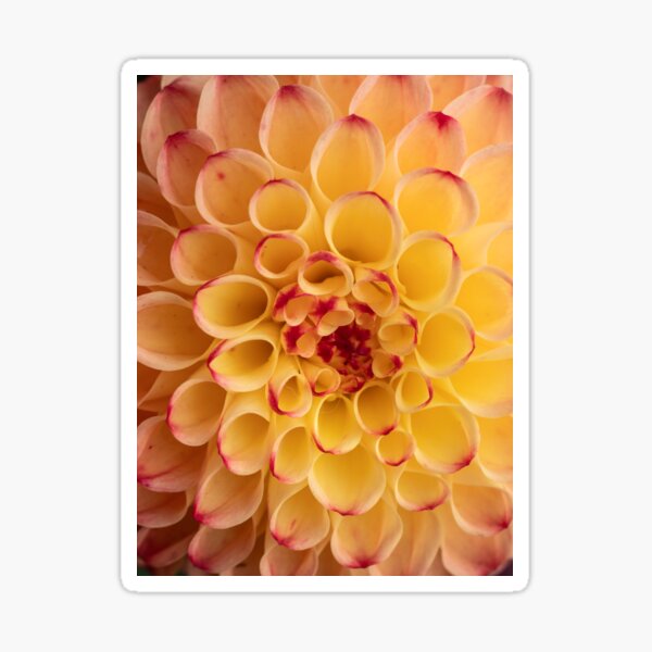 Item preview, dahlia oval petals designed and sold by Esther Frieda.