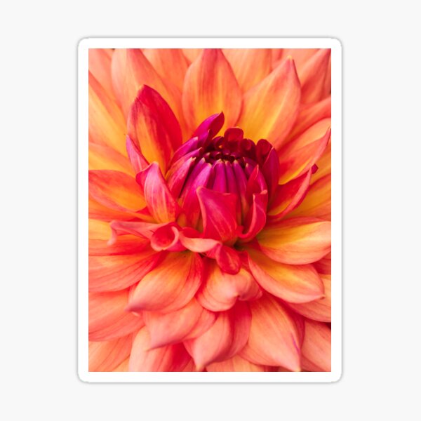 Item preview, dahlia pink petals opening designed and sold by Esther Frieda.