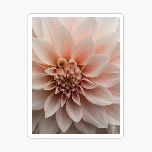 Item preview, dahlia pink petals designed and sold by Esther Frieda.