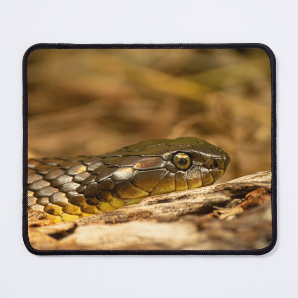 Item preview, Close-Up of a Snake’s Scales and Eyes designed and sold by CandMe-Prints.