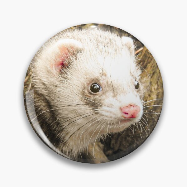 Item preview, Curious Ferret Peeking Out from Under a Log designed and sold by CandMe-Prints.