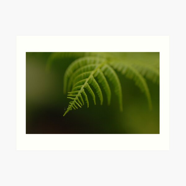 Fern Leaf Art Print