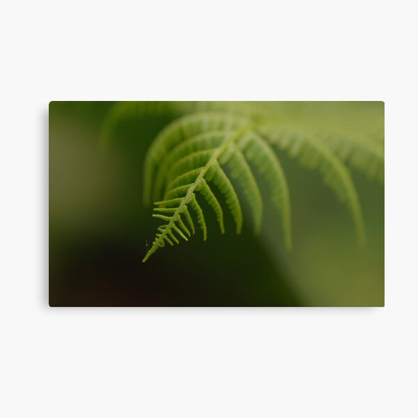 Fern Leaf Metal Print